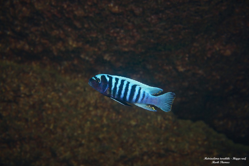 Maylandia tarakiki 'Higga Reef'